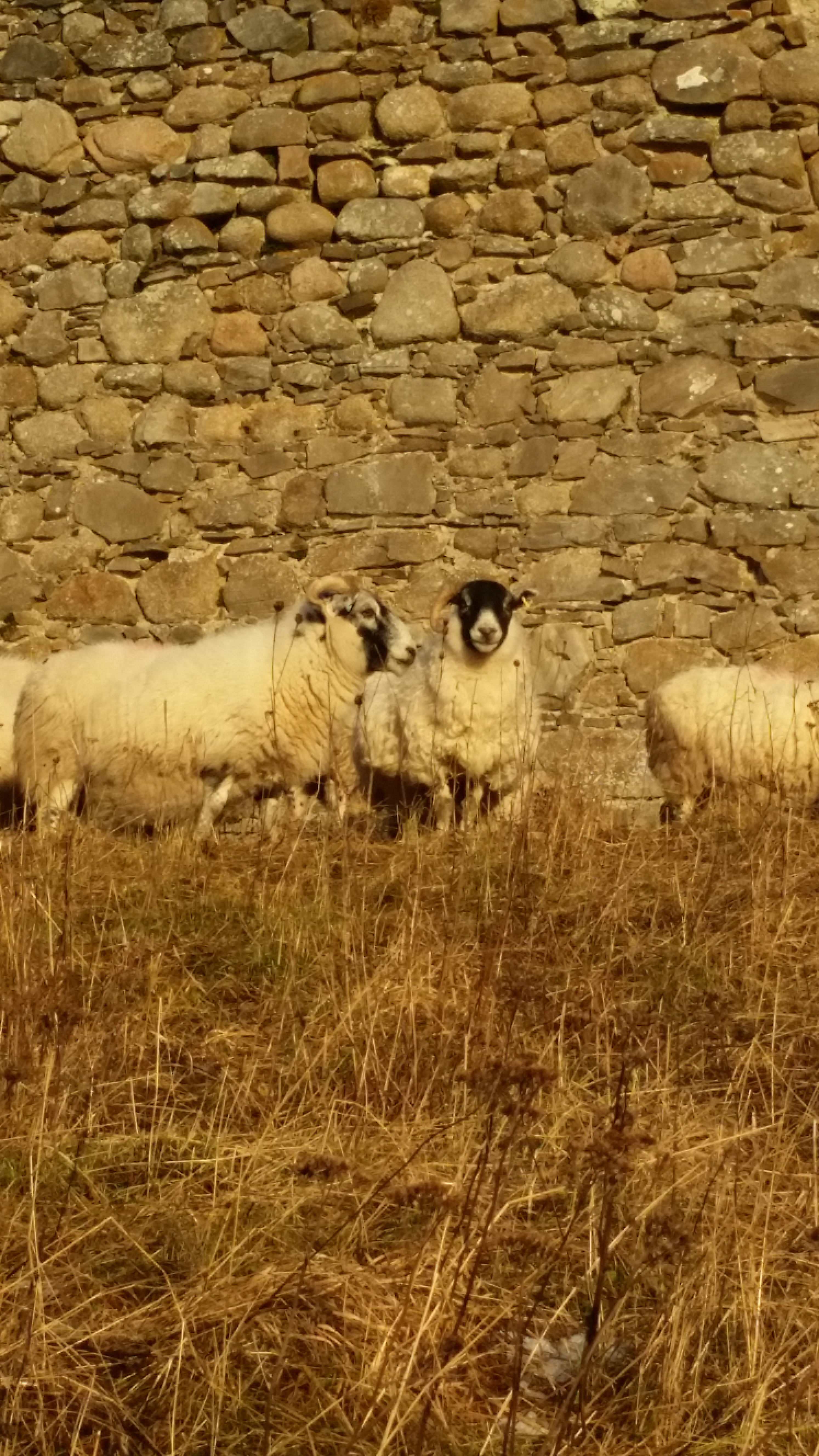 Sheep maintaining the fields