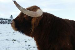 I have very smart horns