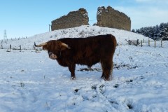Murdo in the snow