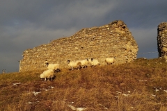 Wintering Sheep