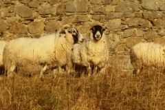 Sheep maintaining the fields