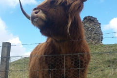 Murdo