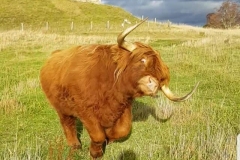 Murdo, Castle Roy