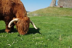 Murdo, Castle Roy