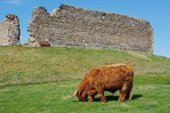 Murdo, Castle Roy