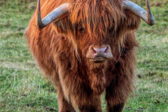 Murdo