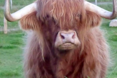 Murdo