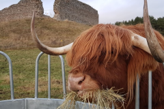 Murdo